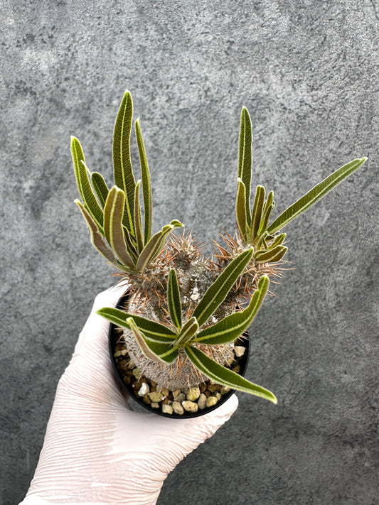 【現品限り】パキポディウム・グラキリス 実生約6年【A70】 Pachypodium gracilius