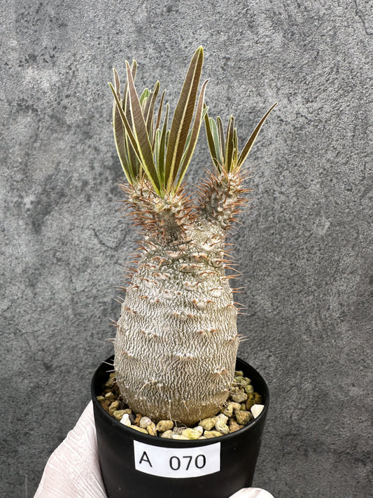 【現品限り】パキポディウム・グラキリス 実生約6年【A70】 Pachypodium gracilius