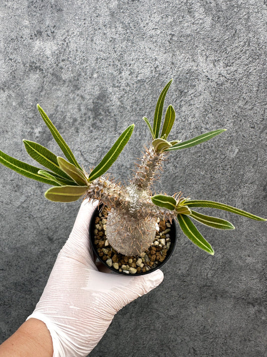 【現品限り】パキポディウム・グラキリス 実生約6年【A71】 Pachypodium gracilius