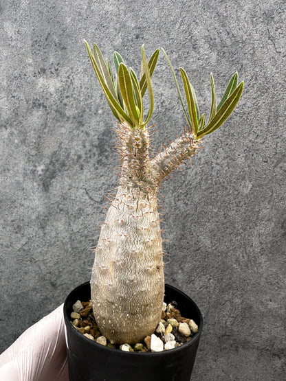 【現品限り】パキポディウム・グラキリス 実生約6年【A71】 Pachypodium gracilius