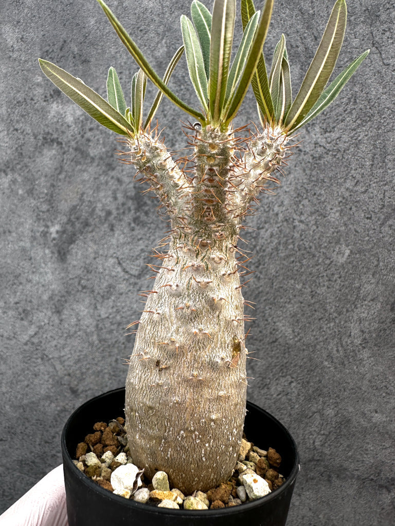 【現品限り】パキポディウム・グラキリス 実生約6年【A71】 Pachypodium gracilius