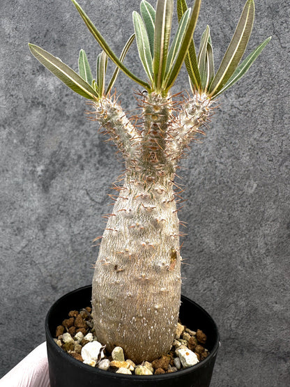 【現品限り】パキポディウム・グラキリス 実生約6年【A71】 Pachypodium gracilius