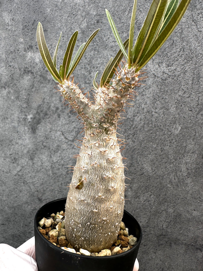【現品限り】パキポディウム・グラキリス 実生約6年【A71】 Pachypodium gracilius