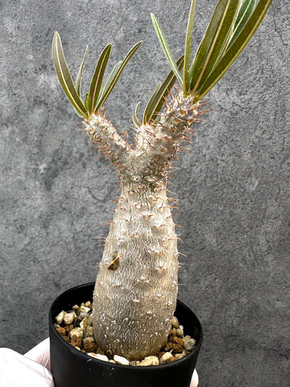 【現品限り】パキポディウム・グラキリス 実生約6年【A71】 Pachypodium gracilius