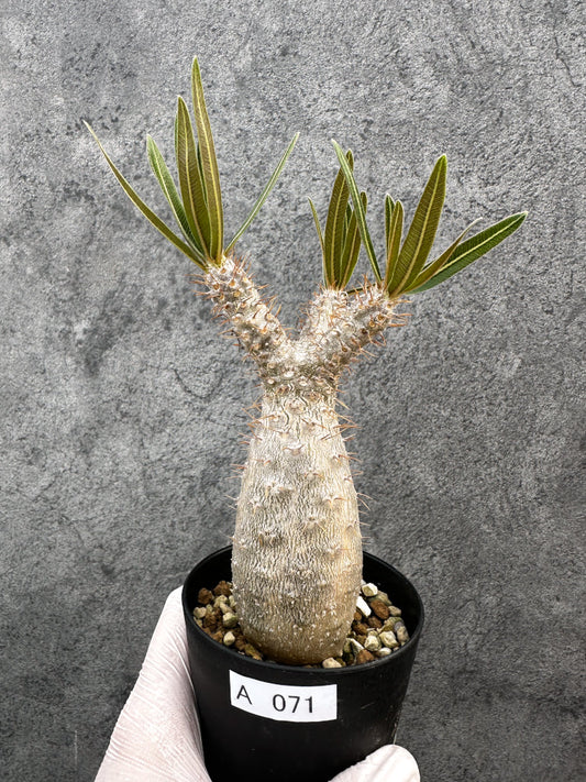 【現品限り】パキポディウム・グラキリス 実生約6年【A71】 Pachypodium gracilius