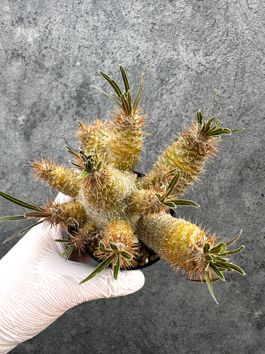 【現品限り】パキポディウム・グラキリス 実生約6年【A72】 Pachypodium gracilius