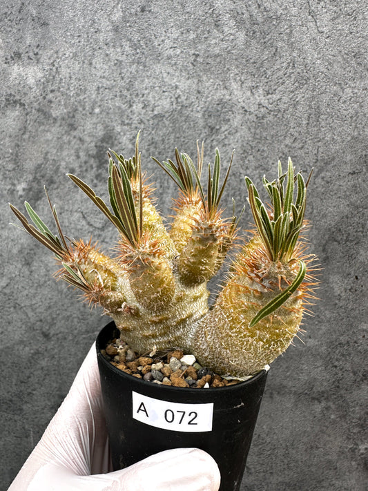 【現品限り】パキポディウム・グラキリス 実生約6年【A72】 Pachypodium gracilius