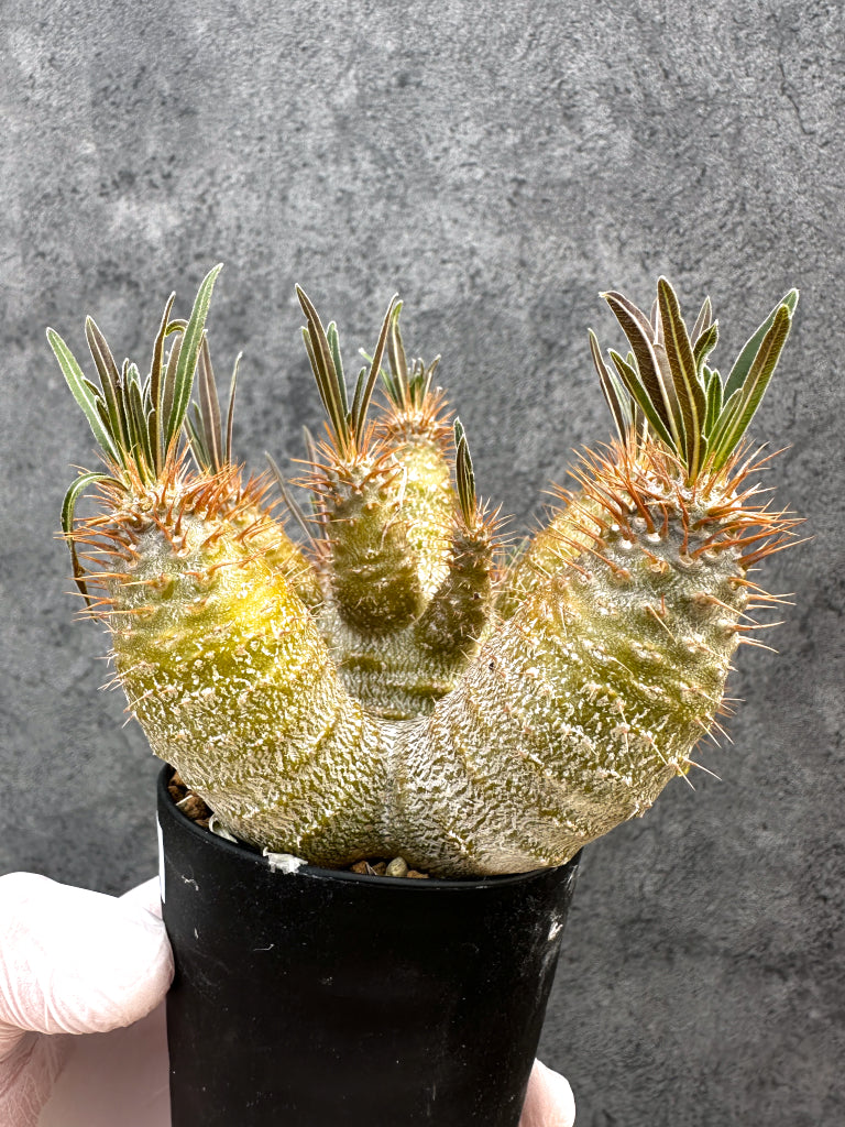 【現品限り】パキポディウム・グラキリス 実生約6年【A72】 Pachypodium gracilius