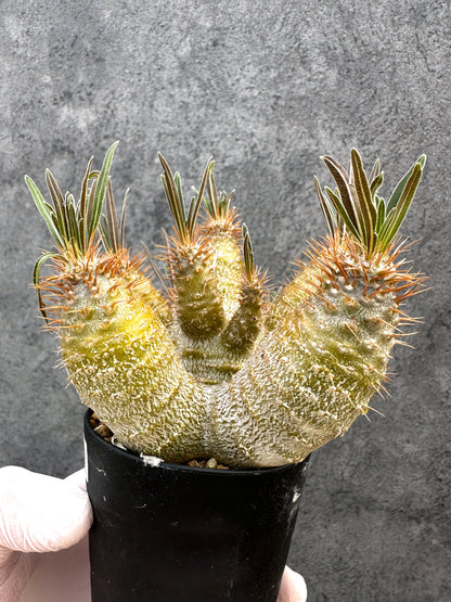 【現品限り】パキポディウム・グラキリス 実生約6年【A72】 Pachypodium gracilius