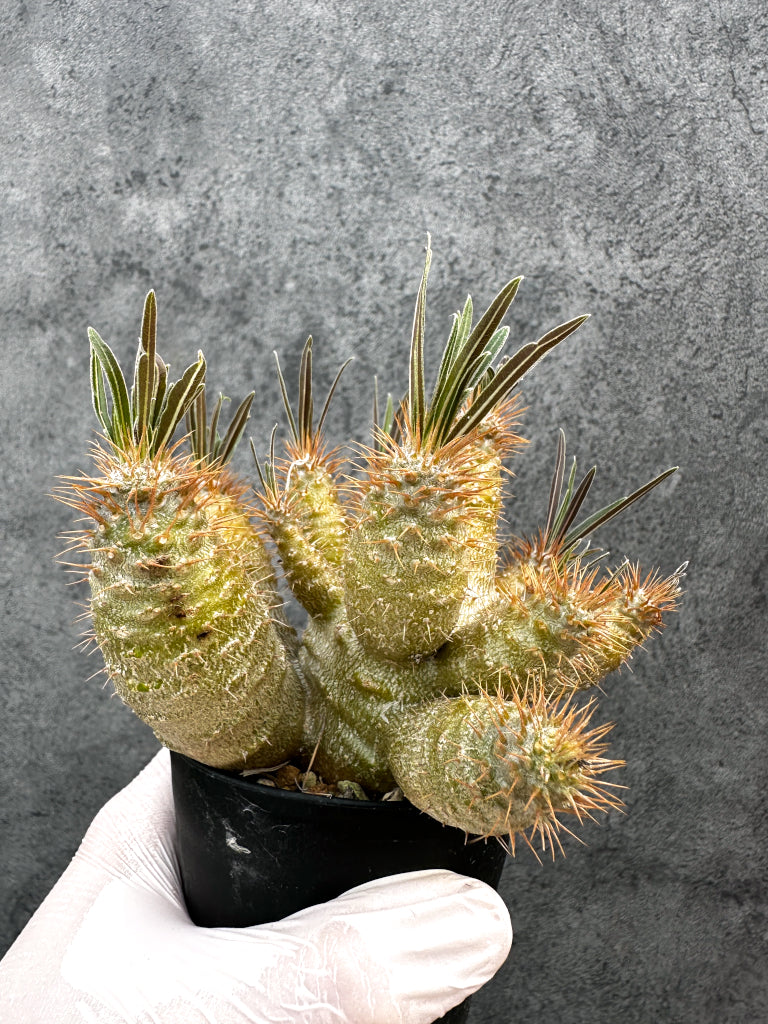 【現品限り】パキポディウム・グラキリス 実生約6年【A72】 Pachypodium gracilius