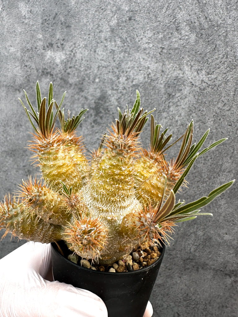 【現品限り】パキポディウム・グラキリス 実生約6年【A72】 Pachypodium gracilius