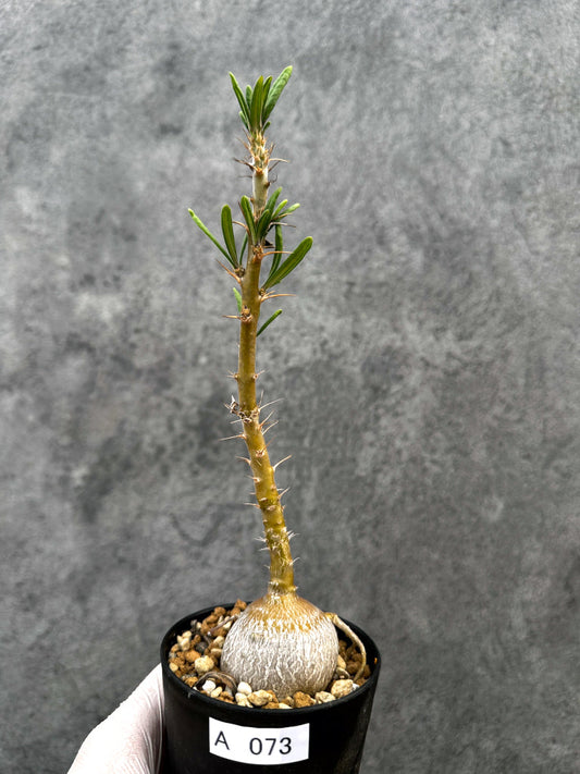 【現品限り】パキポディウム・サキュレンタム 実生【A73】 Pachypodium succulentum
