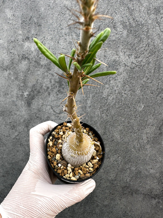 【現品限り】パキポディウム・サキュレンタム 実生【A73】 Pachypodium succulentum