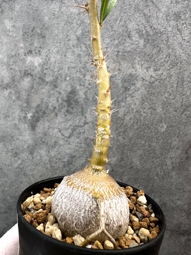 【現品限り】パキポディウム・サキュレンタム 実生【A73】 Pachypodium succulentum