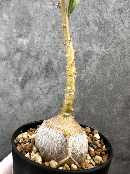 【現品限り】パキポディウム・サキュレンタム 実生【A73】 Pachypodium succulentum