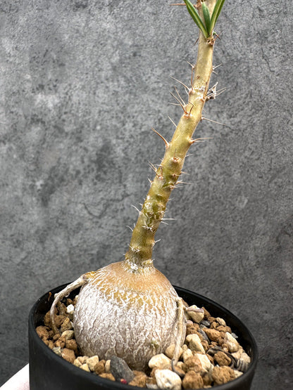 【現品限り】パキポディウム・サキュレンタム 実生【A73】 Pachypodium succulentum