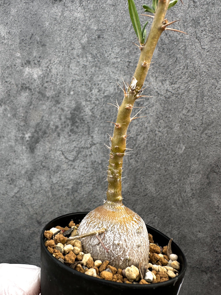 【現品限り】パキポディウム・サキュレンタム 実生【A73】 Pachypodium succulentum