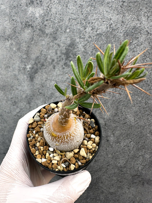 【現品限り】パキポディウム・サキュレンタム 実生【A74】 Pachypodium succulentum