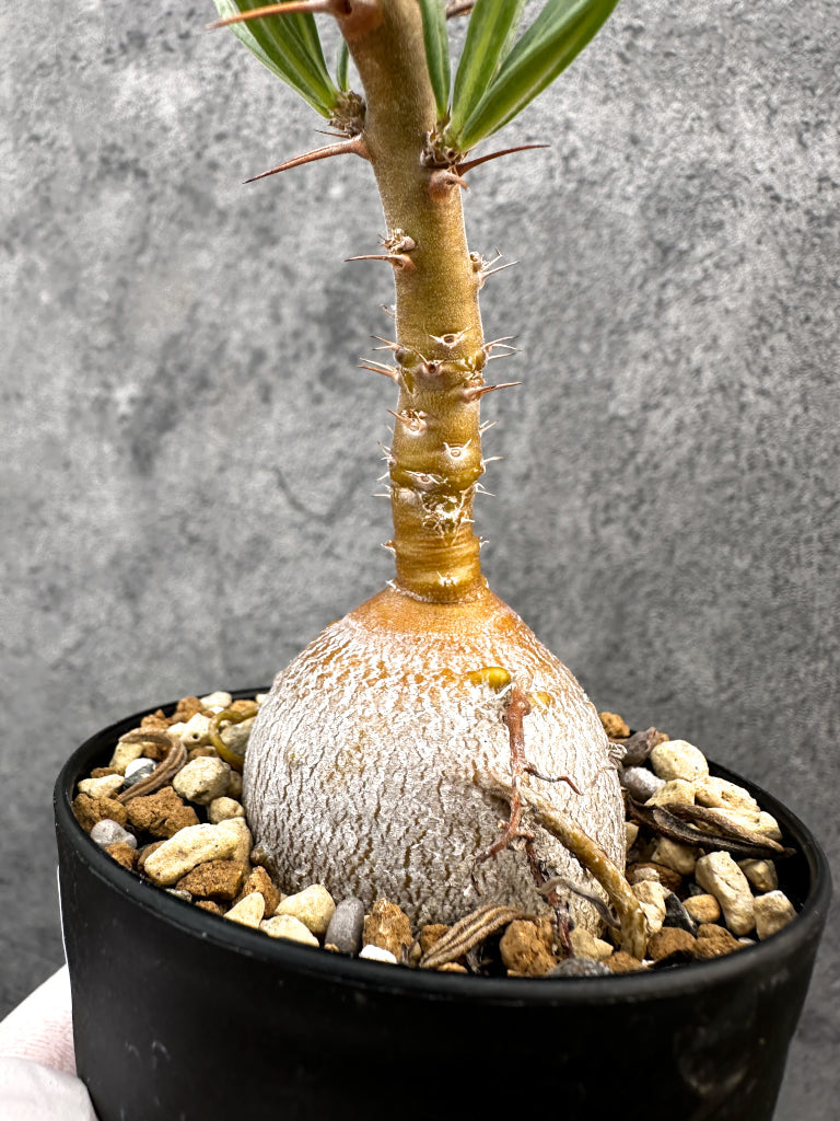 パキポディウム・サキュレンタム 実生【A74】 Pachypodium succulentum