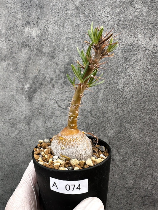 【現品限り】パキポディウム・サキュレンタム 実生【A74】 Pachypodium succulentum