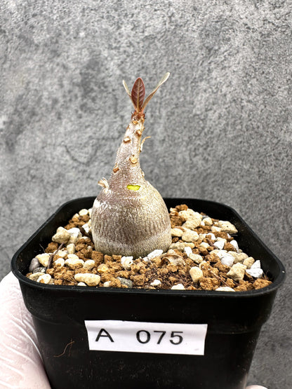 【現品限り】アデニウム・ソコトラナム 実生【A75】 Adenium socotranum