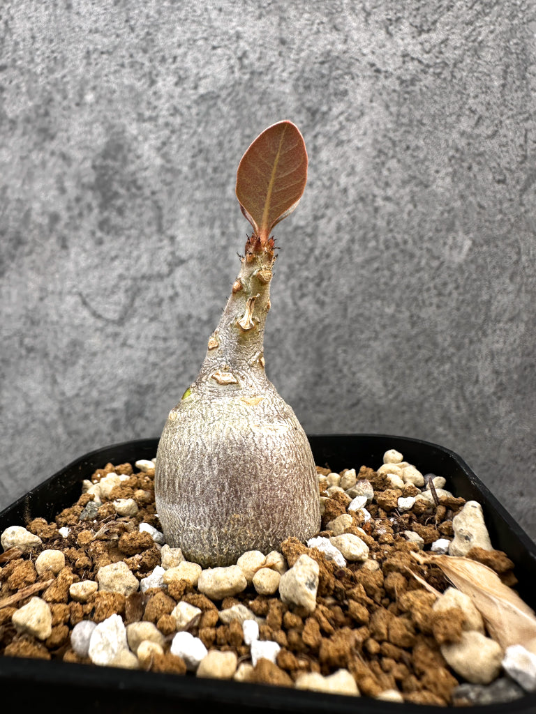 【現品限り】アデニウム・ソコトラナム 実生【A75】 Adenium socotranum