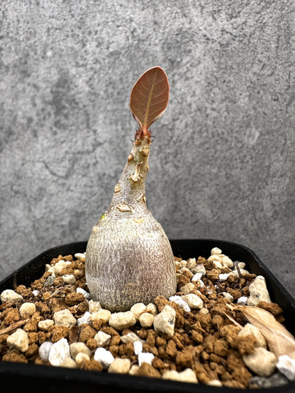 【現品限り】アデニウム・ソコトラナム 実生【A75】 Adenium socotranum