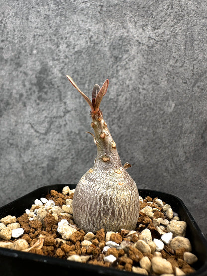【現品限り】アデニウム・ソコトラナム 実生【A75】 Adenium socotranum