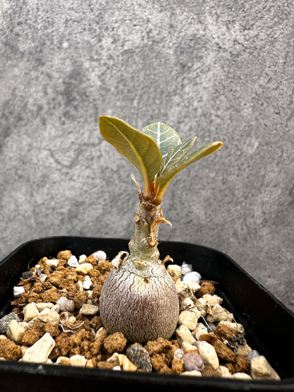 【現品限り】アデニウム・ソコトラナム 実生【A76】 Adenium socotranum