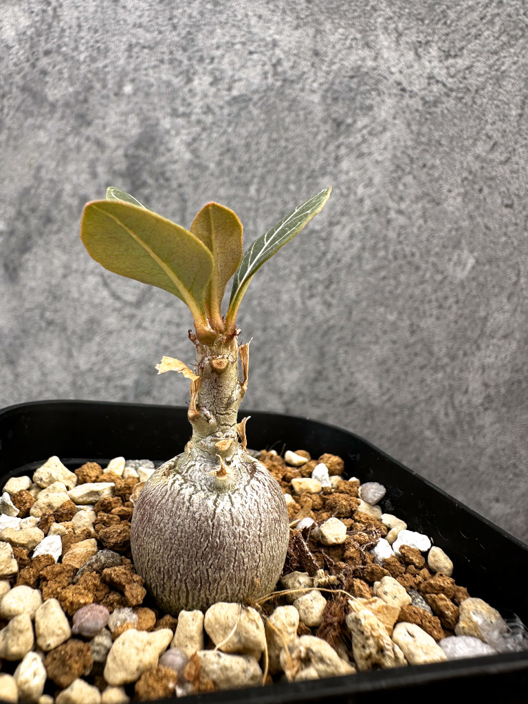 【現品限り】アデニウム・ソコトラナム 実生【A76】 Adenium socotranum