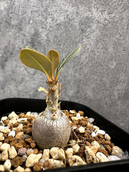 【現品限り】アデニウム・ソコトラナム 実生【A76】 Adenium socotranum