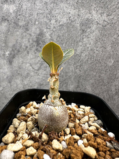 【現品限り】アデニウム・ソコトラナム 実生【A76】 Adenium socotranum