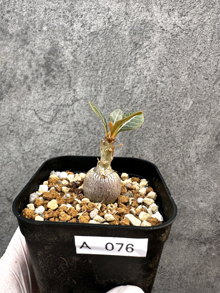 【現品限り】アデニウム・ソコトラナム 実生【A76】 Adenium socotranum