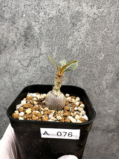 【現品限り】アデニウム・ソコトラナム 実生【A76】 Adenium socotranum