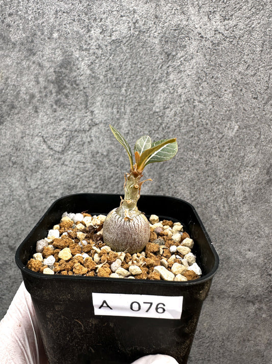 【現品限り】アデニウム・ソコトラナム 実生【A76】 Adenium socotranum