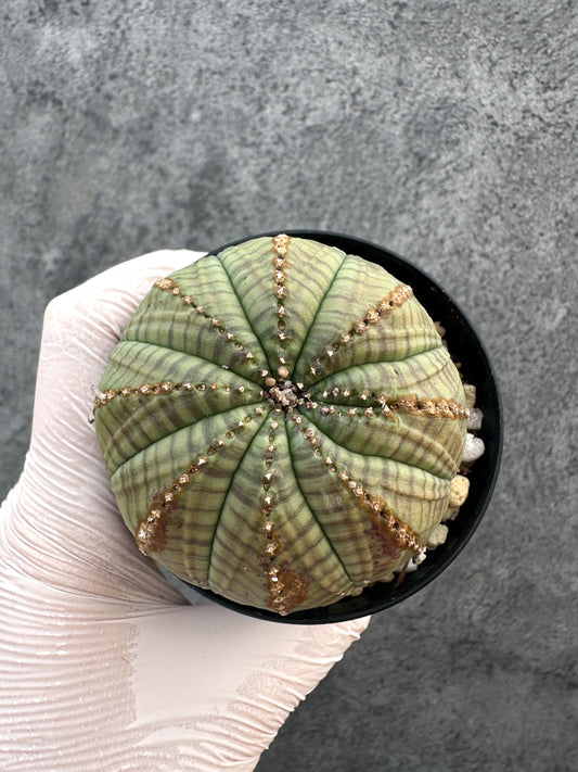 【現品限り】ユーフォルビア・オベサ レア【A77】 Euphorbia obesa