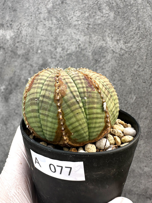 【現品限り】ユーフォルビア・オベサ レア【A77】 Euphorbia obesa