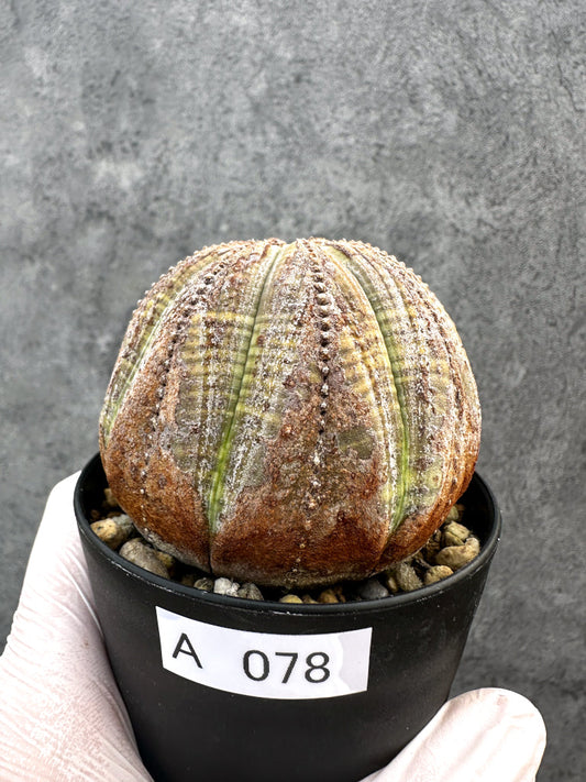 【現品限り】ユーフォルビア・オベサ レア【A78】 Euphorbia obesa