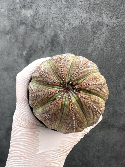 【現品限り】ユーフォルビア・オベサ レア【A78】 Euphorbia obesa