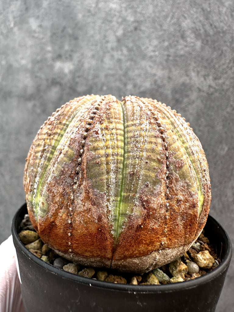 【現品限り】ユーフォルビア・オベサ レア【A78】 Euphorbia obesa