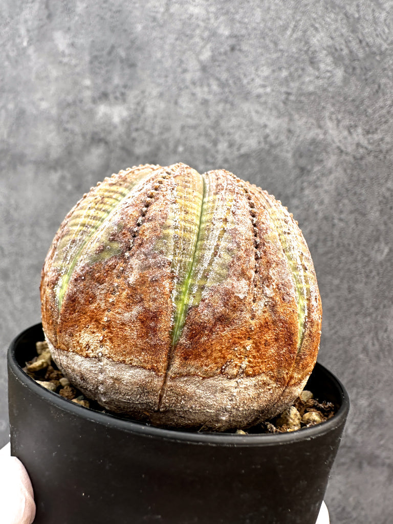 【現品限り】ユーフォルビア・オベサ レア【A78】 Euphorbia obesa