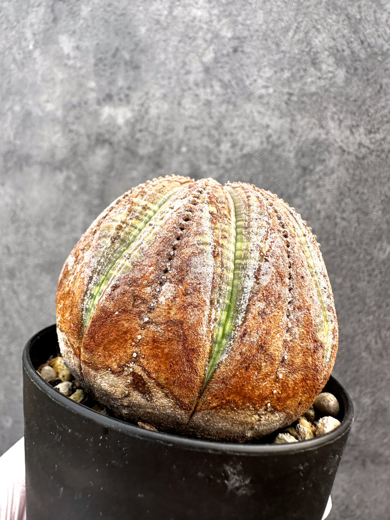 【現品限り】ユーフォルビア・オベサ レア【A78】 Euphorbia obesa
