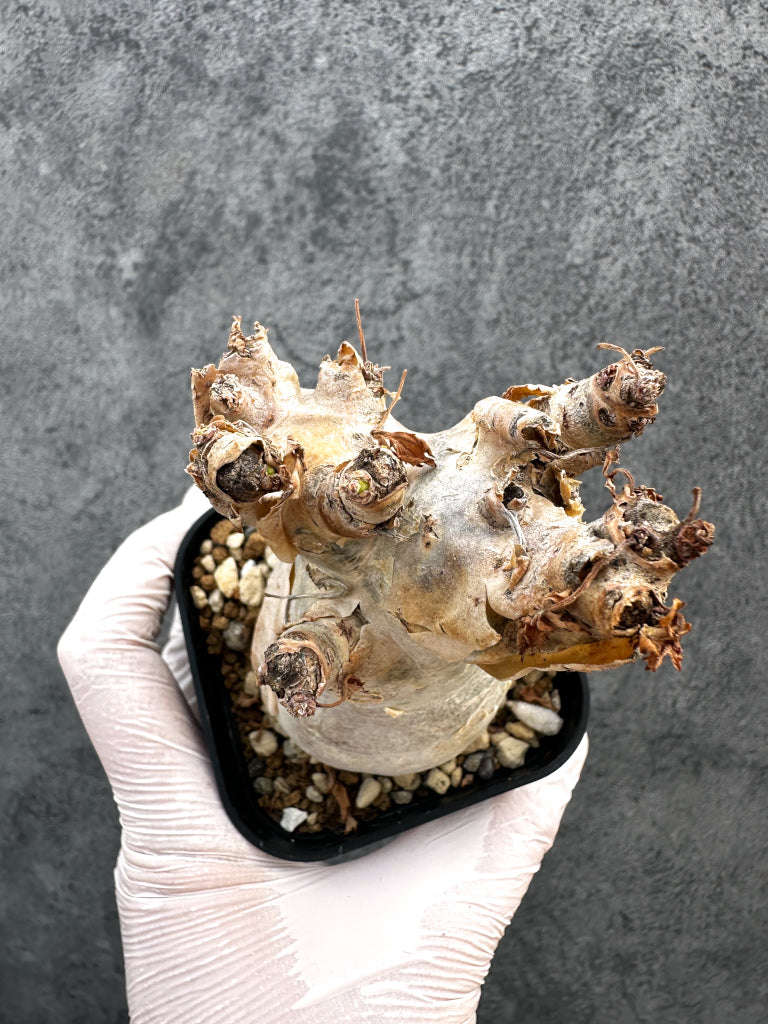 【現品限り】キフォステンマ・ベティフォルメ ナローリーフ 現地株 発根済み【A79】 Cyphostemma betiforme Somalia