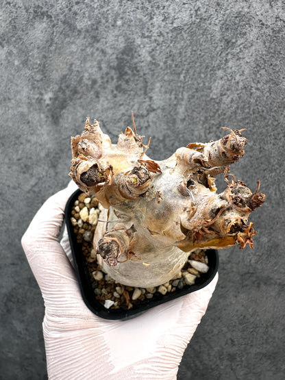 【現品限り】キフォステンマ・ベティフォルメ ナローリーフ 現地株 発根済み【A79】 Cyphostemma betiforme Somalia