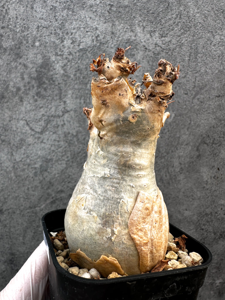 【現品限り】キフォステンマ・ベティフォルメ ナローリーフ 現地株 発根済み【A79】 Cyphostemma betiforme Somalia