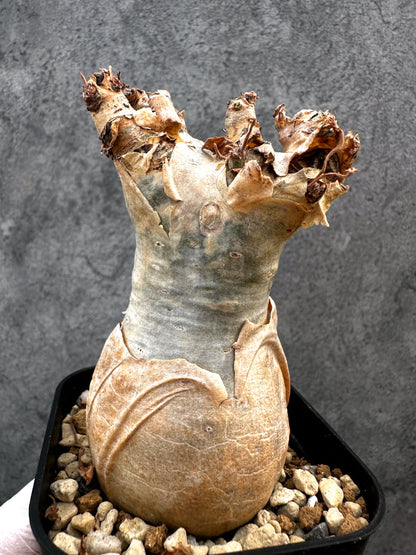 【現品限り】キフォステンマ・ベティフォルメ ナローリーフ 現地株 発根済み【A79】 Cyphostemma betiforme Somalia