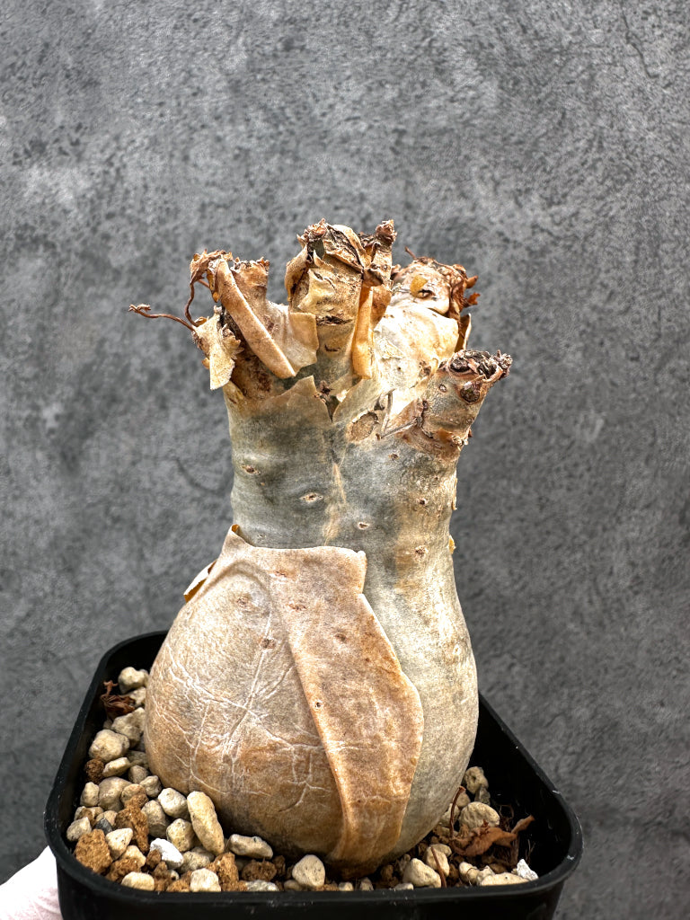 【現品限り】キフォステンマ・ベティフォルメ ナローリーフ 現地株 発根済み【A79】 Cyphostemma betiforme Somalia