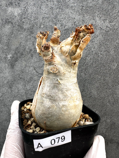 【現品限り】キフォステンマ・ベティフォルメ ナローリーフ 現地株 発根済み【A79】 Cyphostemma betiforme Somalia