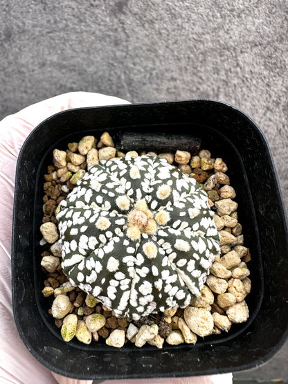 【現品限り】アストロフィツム・スーパー兜 実生【A7】 Astrophytum Super Kabuto