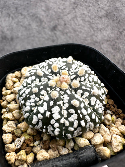 【現品限り】アストロフィツム・スーパー兜 実生【A7】 Astrophytum Super Kabuto